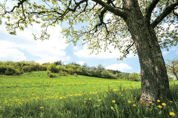 Marzo in Romania | Giunti Scuola