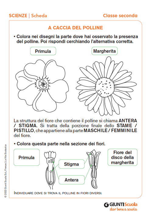 A caccia del polline | Giunti Scuola A caccia del polline | Giunti Scuola