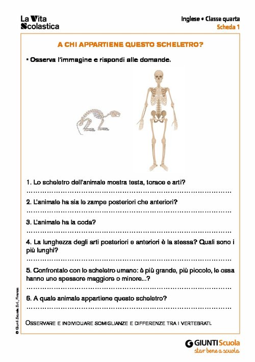 A chi appartiene questo scheletro? | Giunti Scuola A chi appartiene questo scheletro? | Giunti Scuola
