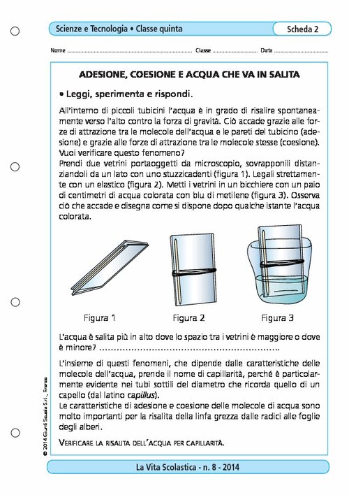 Adesione, coesione e acqua che va in salita | Giunti Scuola Adesione, coesione e acqua che va in salita | Giunti Scuola