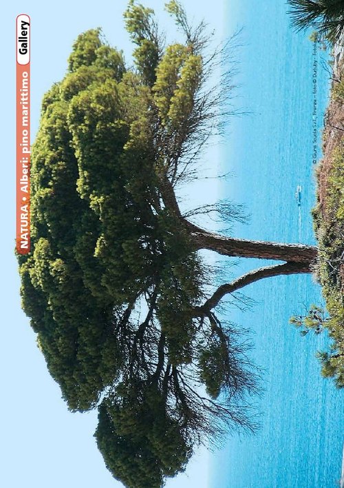 Alberi | Giunti Scuola Alberi | Giunti Scuola