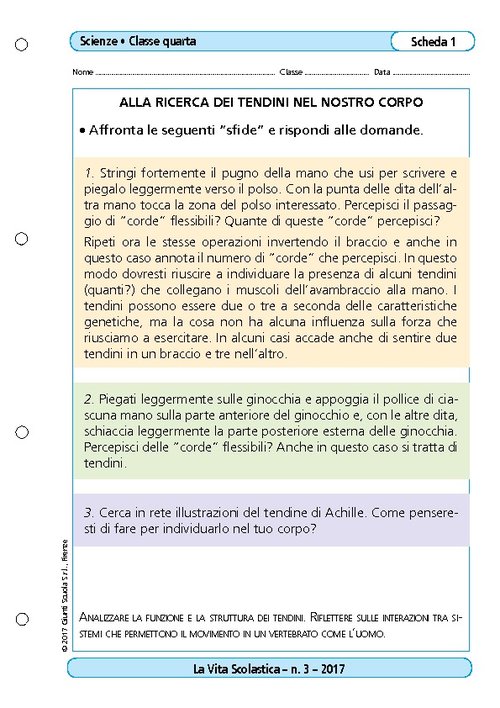 Alla ricerca dei tendini del nostro corpo | Giunti Scuola Alla ricerca dei tendini del nostro corpo | Giunti Scuola