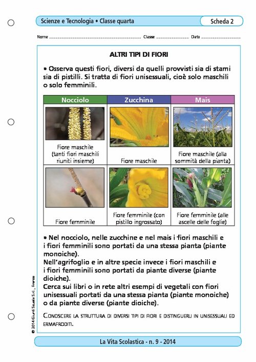 Altri tipi di fiori | Giunti Scuola Altri tipi di fiori | Giunti Scuola
