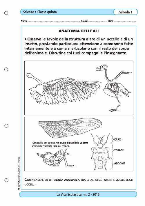 Anatomia delle ali | Giunti Scuola Anatomia delle ali | Giunti Scuola