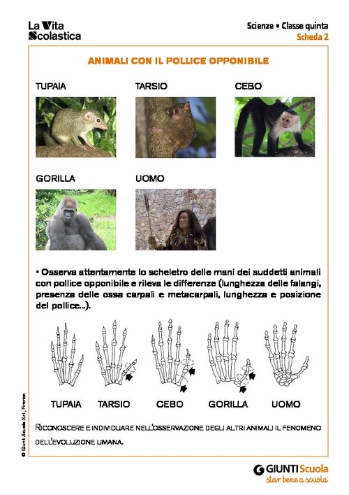 Animali con il pollice opponibile | Giunti Scuola Animali con il pollice opponibile | Giunti Scuola