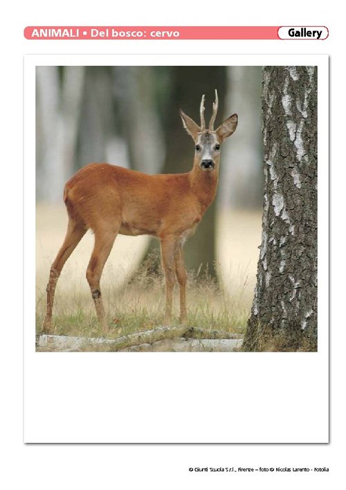Animali del bosco | Giunti Scuola Animali del bosco | Giunti Scuola