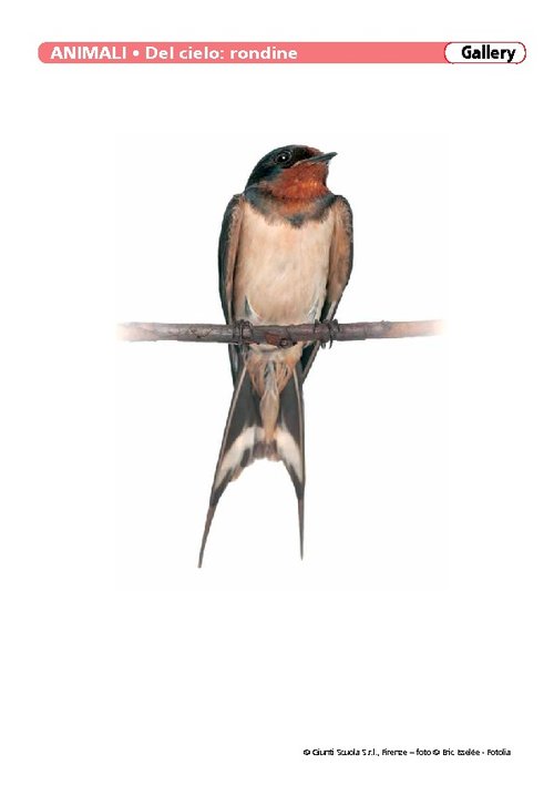 Animali del cielo | Giunti Scuola Animali del cielo | Giunti Scuola