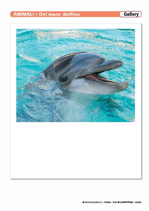 Animali del mare | Giunti Scuola Animali del mare | Giunti Scuola