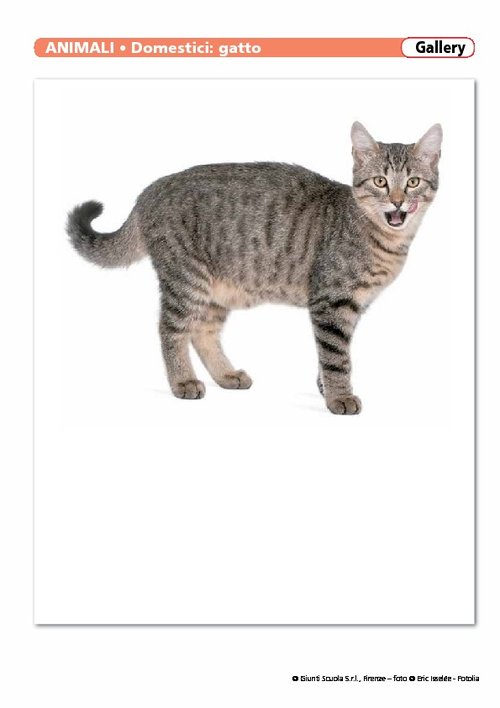 Animali domestici | Giunti Scuola