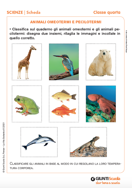 Animali omeotermi e pecilotermi | Giunti Scuola Animali omeotermi e pecilotermi | Giunti Scuola