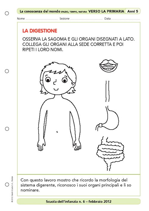 Attività "Verso la primaria": La digestione | Giunti Scuola Attività "Verso la primaria": La digestione | Giunti Scuola