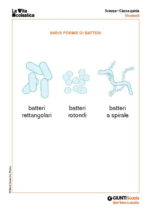 Batteri | Giunti Scuola Batteri | Giunti Scuola
