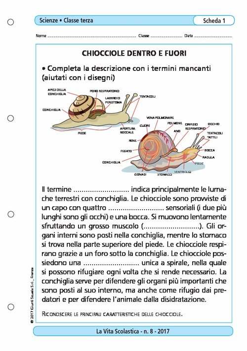 Chiocciole dentro e fuori | Giunti Scuola Chiocciole dentro e fuori | Giunti Scuola