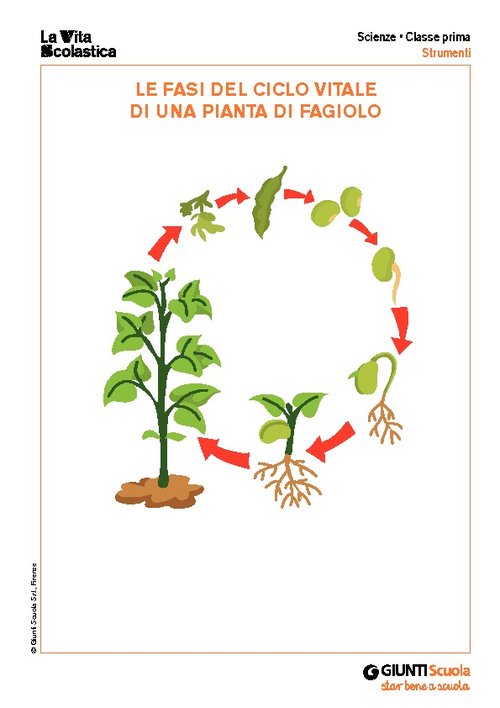 Ciclo vitale fagiolo | Giunti Scuola Ciclo vitale fagiolo | Giunti Scuola