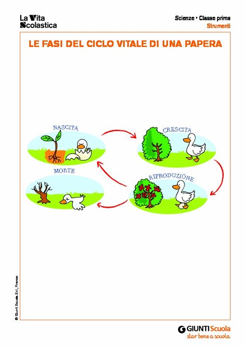 Ciclo vitale papera | Giunti Scuola Ciclo vitale papera | Giunti Scuola