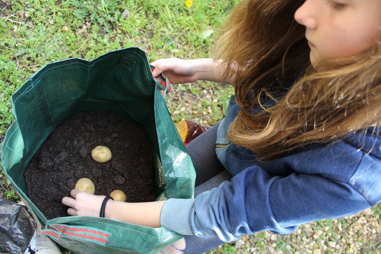 Coltiviamo le patate nel sacco | Giunti Scuola Coltiviamo le patate nel sacco | Giunti Scuola