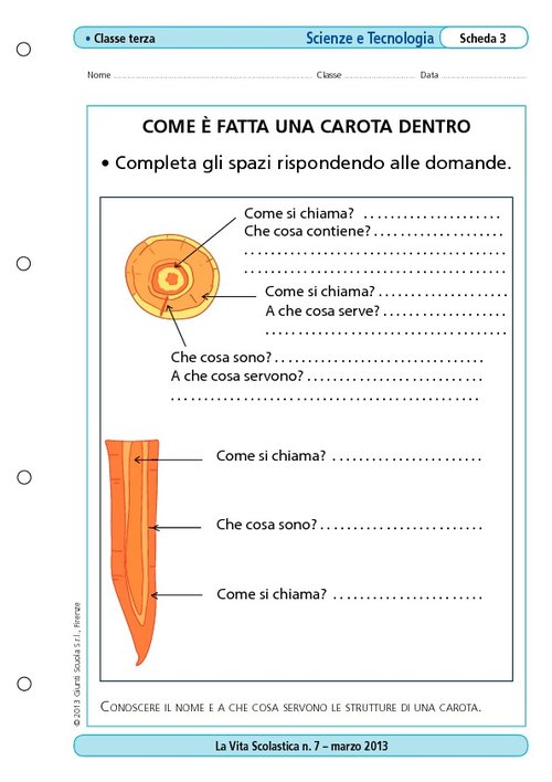 Come è fatta una carota dentro | Giunti Scuola
