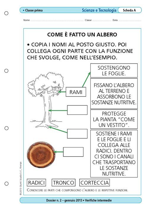 Com'è fatto un albero | Giunti Scuola Com'è fatto un albero | Giunti Scuola