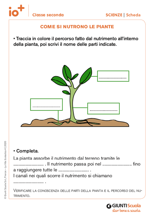 Come si nutrono le piante | Giunti Scuola