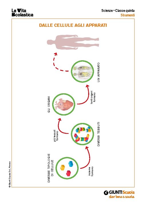 Dalle cellule agli apparati | Giunti Scuola Dalle cellule agli apparati | Giunti Scuola