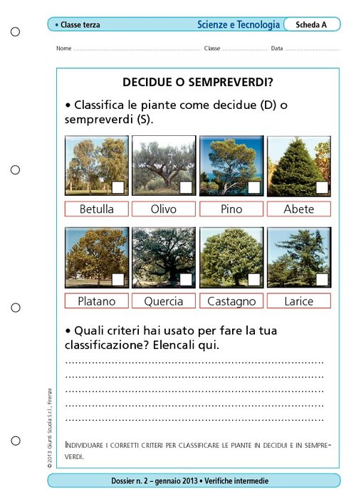 Decidue o sempreverdi? | Giunti Scuola Decidue o sempreverdi? | Giunti Scuola