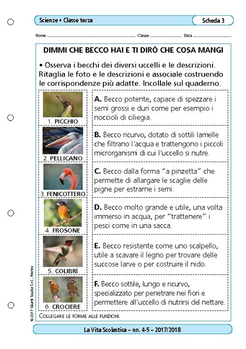 Dimmi che becco hai e ti dirò cosa mangi | Giunti Scuola