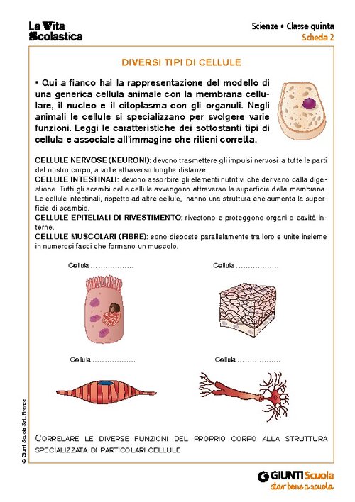 Diversi tipi di cellule | Giunti Scuola Diversi tipi di cellule | Giunti Scuola