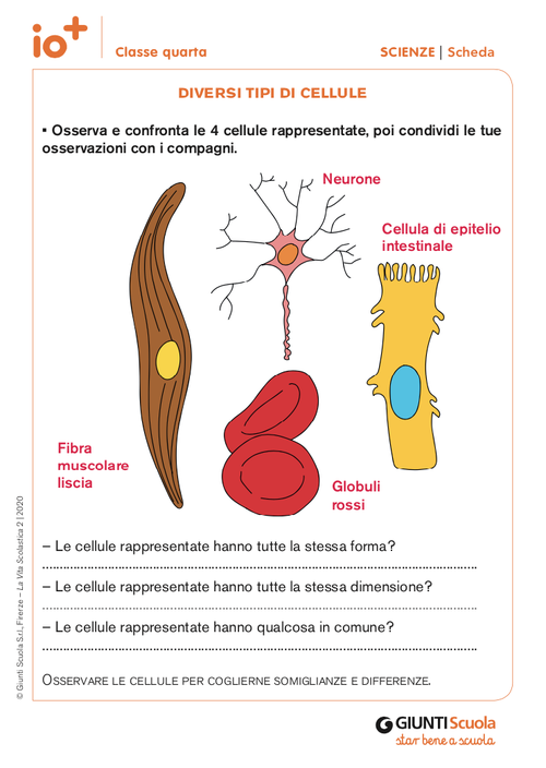 Diversi tipi di cellule | Giunti Scuola Diversi tipi di cellule | Giunti Scuola