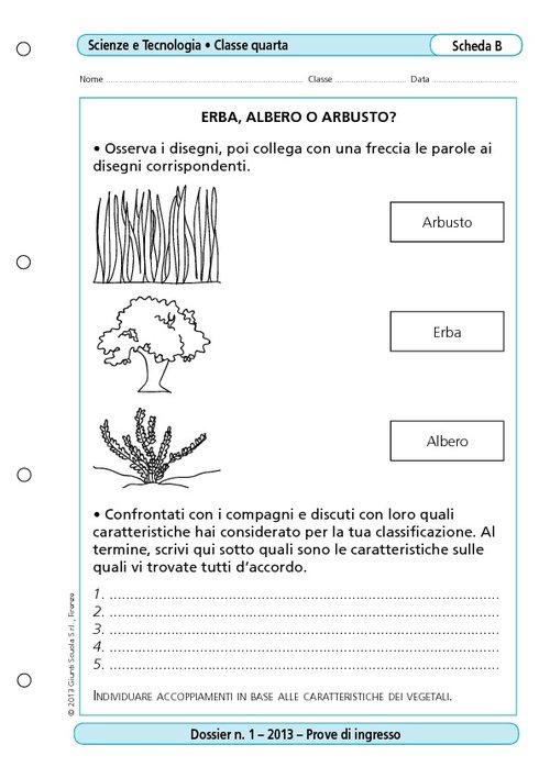 Erba, albero o arbusto? | Giunti Scuola