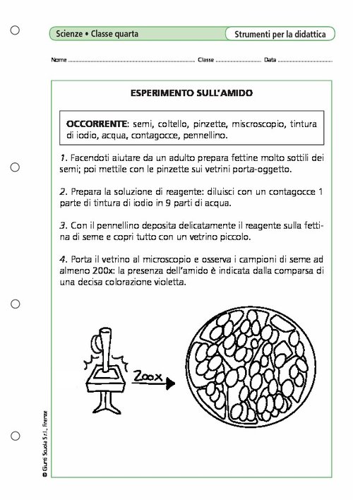 Esperimento sull'amido | Giunti Scuola Esperimento sull'amido | Giunti Scuola