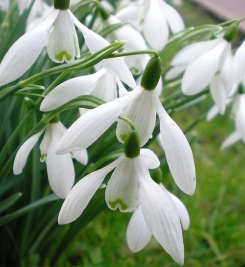 Feste di primavera. Romania: è tempo di Mărţişor | Giunti Scuola Feste di primavera. Romania: è tempo di Mărţişor | Giunti Scuola