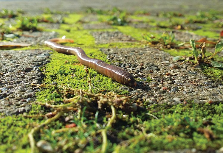 Storie “naturali” | Giunti Scuola