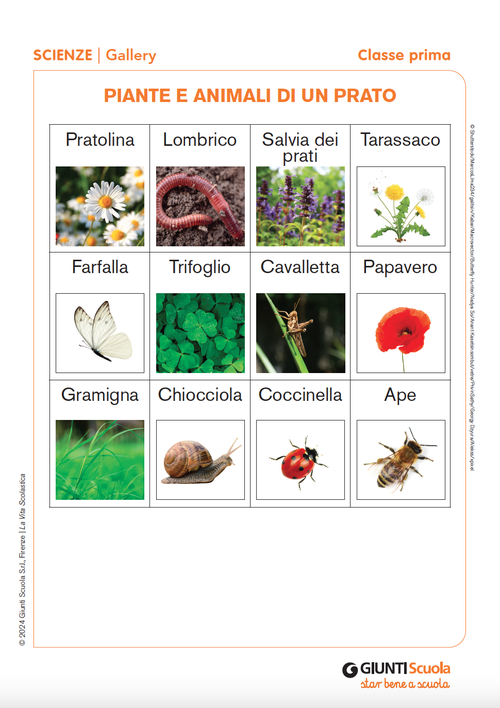 Piante e animali di un prato | Giunti Scuola Piante e animali di un prato | Giunti Scuola