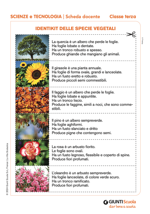 Identikit delle specie vegetali | Giunti Scuola Identikit delle specie vegetali | Giunti Scuola