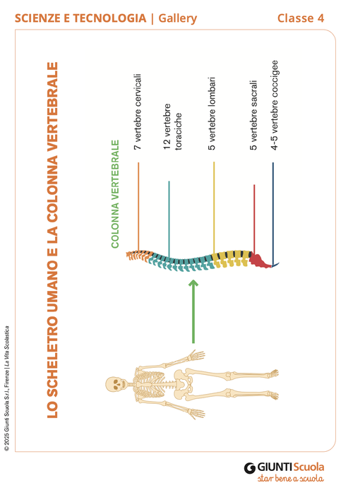 Lo scheletro umano e la colonna vertebrale | Giunti Scuola