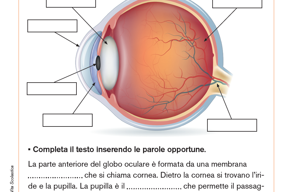L’occhio | Giunti Scuola