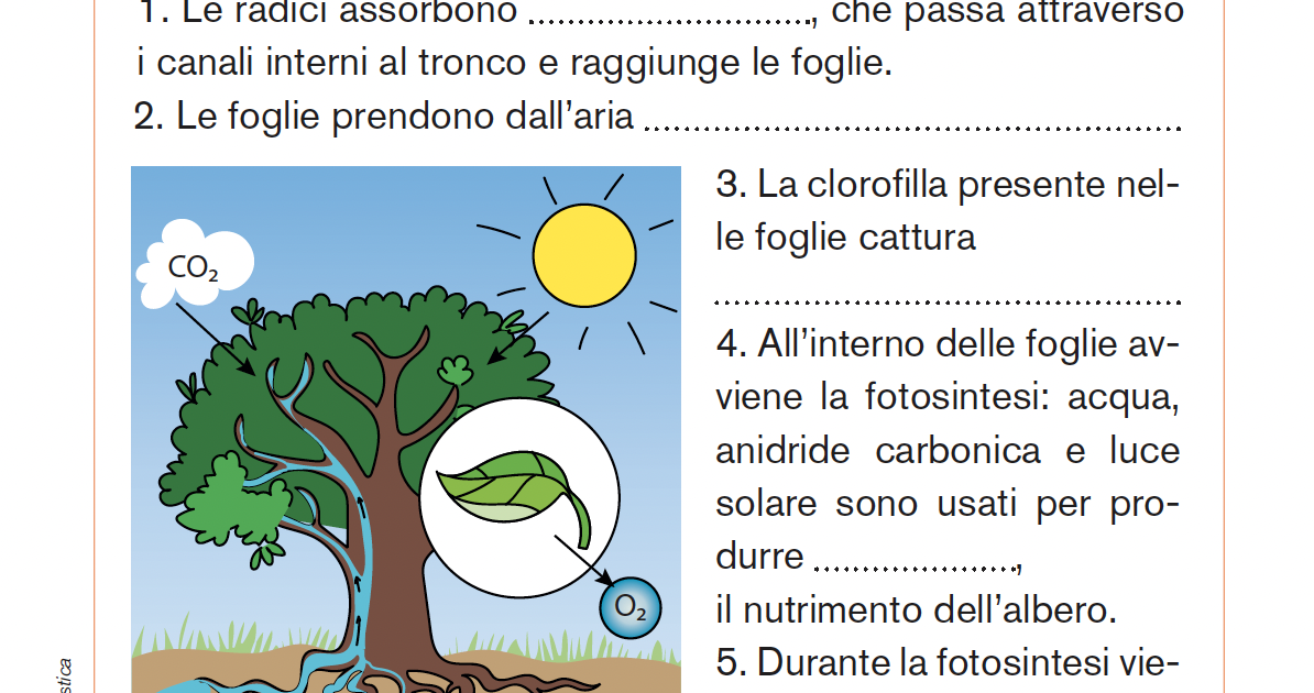 A Cosa Serve La Fotosintesi Clorofilliana La fotosintesi clorofilliana | Giunti Scuola