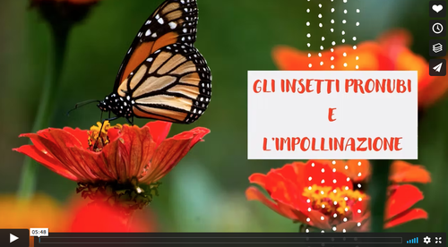Gli insetti pronubi e l’impollinazione | Giunti Scuola Gli insetti pronubi e l’impollinazione | Giunti Scuola