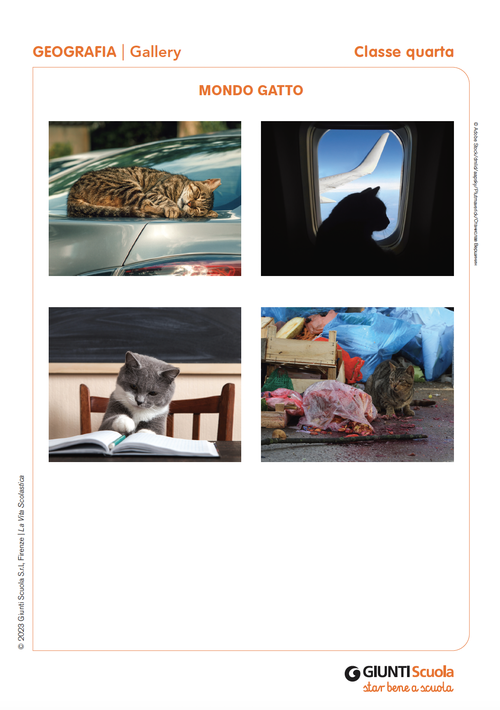 Mondo gatto | Giunti Scuola Mondo gatto | Giunti Scuola