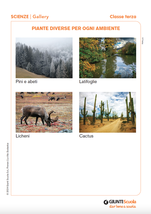 Piante diverse per ogni ambiente | Giunti Scuola