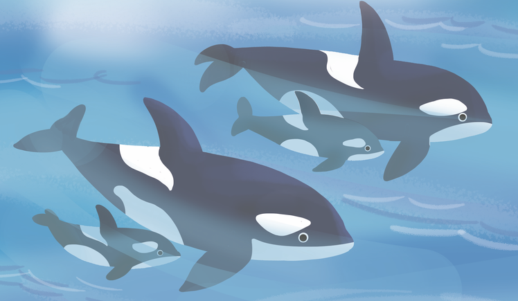 Strategie per la comprensione | Giunti Scuola