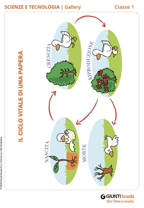 Il ciclo vitale di una papera | Giunti Scuola