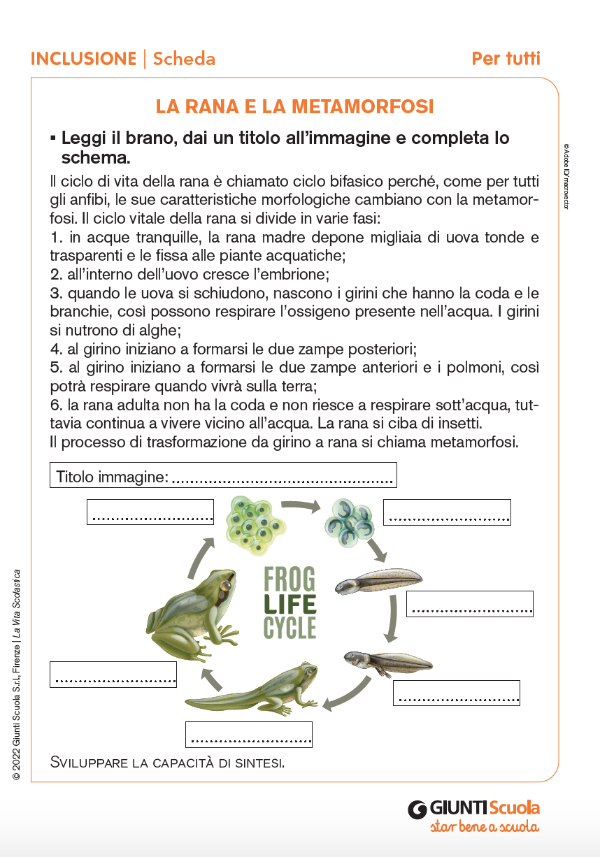 trasformazione della rana