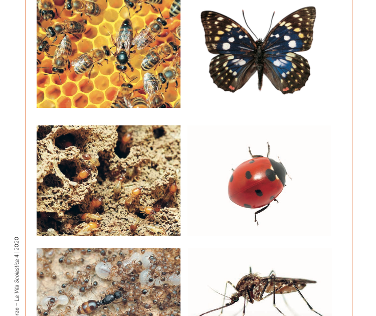 Libro Gli Insetti! Con Adesivi - Attività Creative Per Bambini - Edizione Illustrata - Foto 3