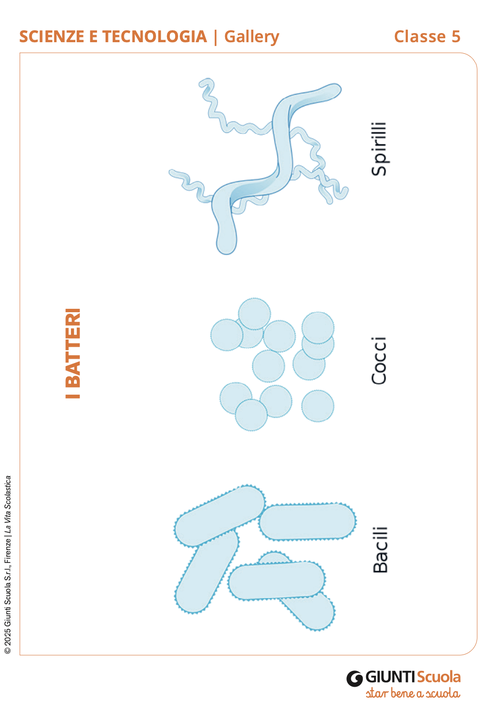 I batteri | Giunti Scuola I batteri | Giunti Scuola