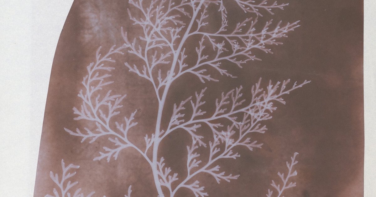 Wrack (William Henry Fox Talbot) | Giunti Scuola