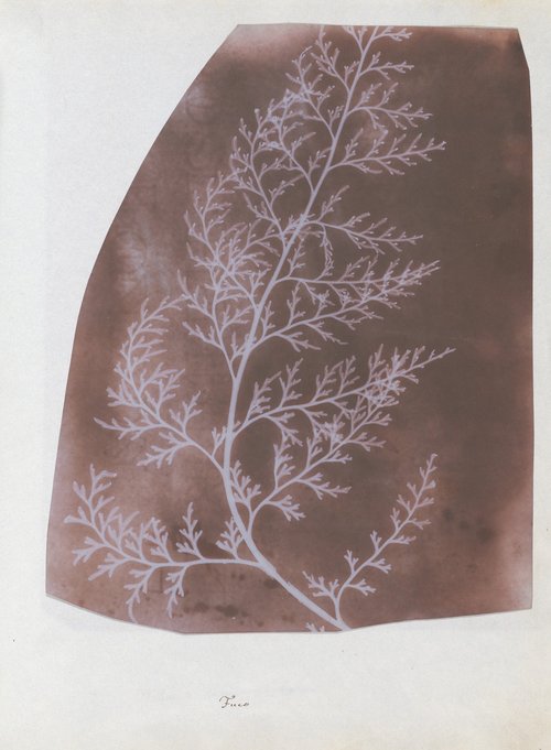 Wrack (William Henry Fox Talbot) | Giunti Scuola Wrack (William Henry Fox Talbot) | Giunti Scuola