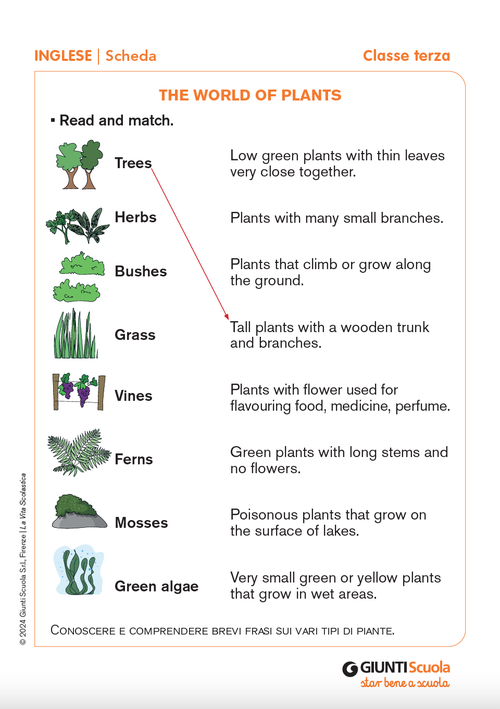The world of plants | Giunti Scuola The world of plants | Giunti Scuola