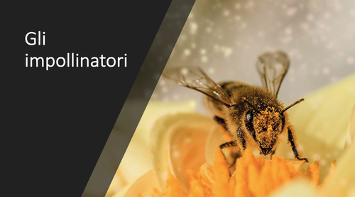Gli impollinatori | Giunti Scuola Gli impollinatori | Giunti Scuola