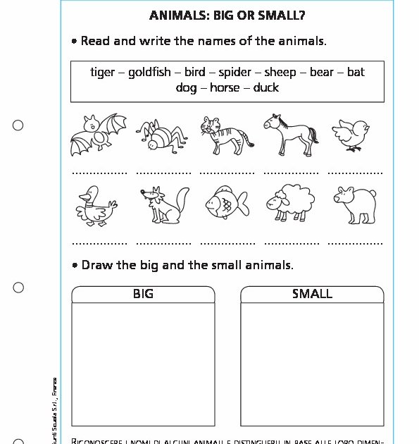 Animals Big Or Small Animals Big Or Small Giunti Scuola Animals Big Or Small Animals Big Or Small Giunti Scuola